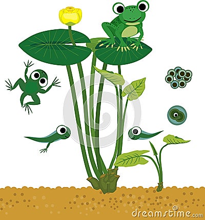 Frog life cycle. Sequence of stages of development of cartoon frog Vector Illustration